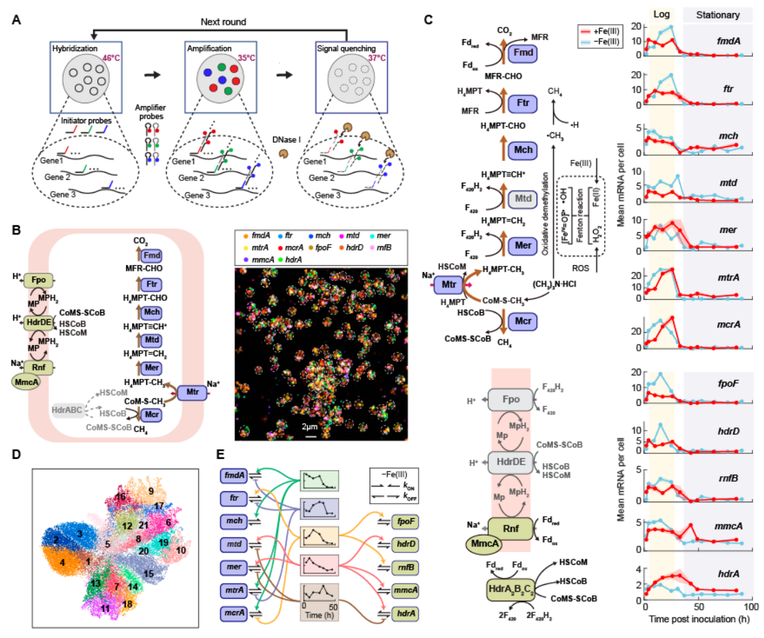 上海交大徐恒課題組及其合作者通過古菌單細(xì)胞基因表達(dá)成像揭示產(chǎn)甲烷的動(dòng)態(tài)轉(zhuǎn)錄調(diào)控機(jī)制